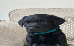 Labrador Retriever dogs for sale: KC Registered Labradors - Image 8