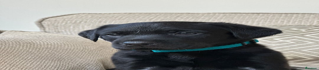 Labrador Retriever Puppy 1