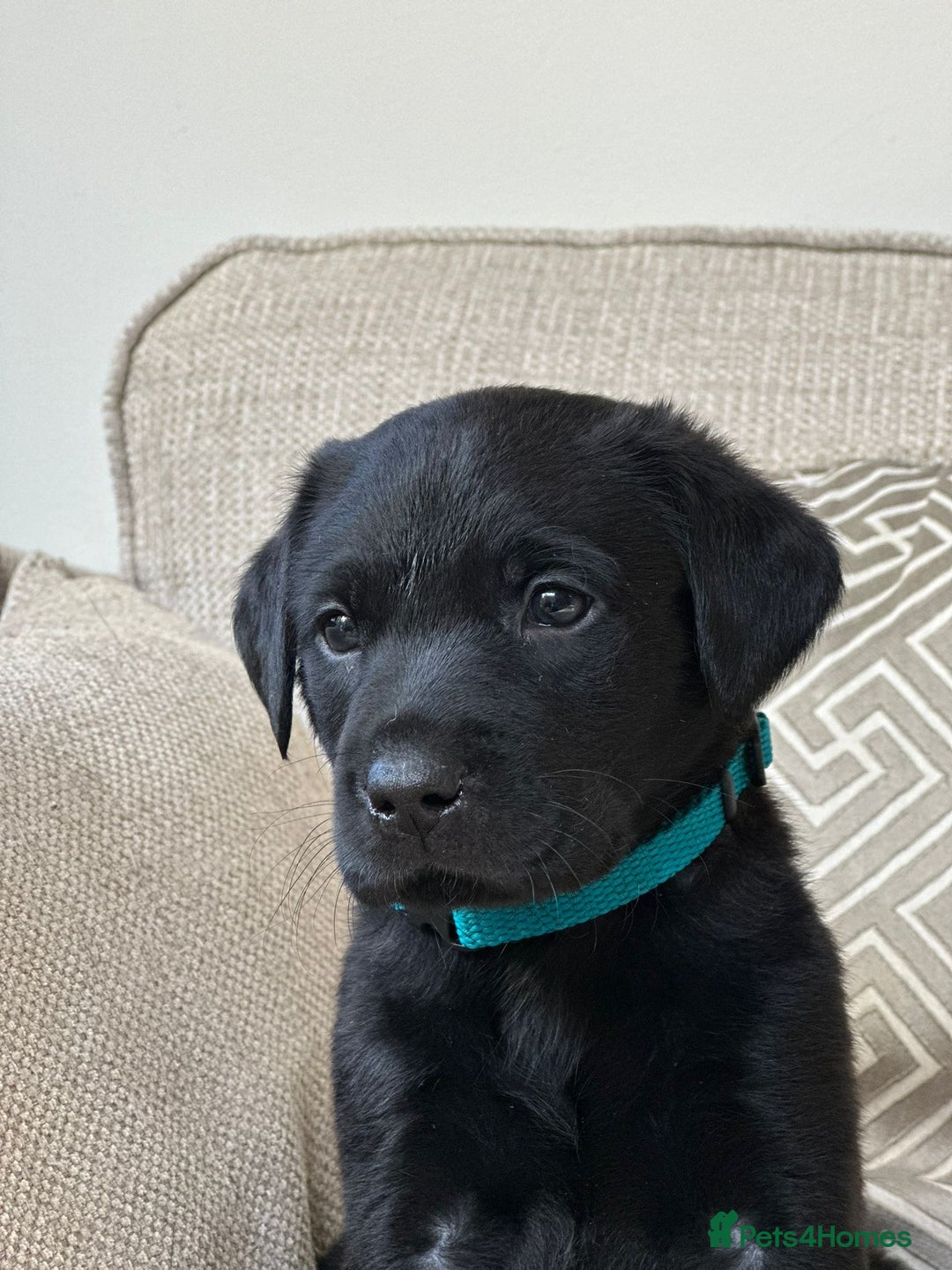 Labrador Retriever dogs for sale: KC Registered Labradors - Image 8