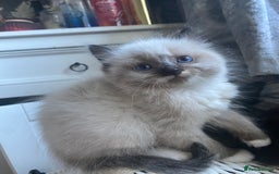 Ragdoll cats for sale: stunning ragdoll kittens - Image 9