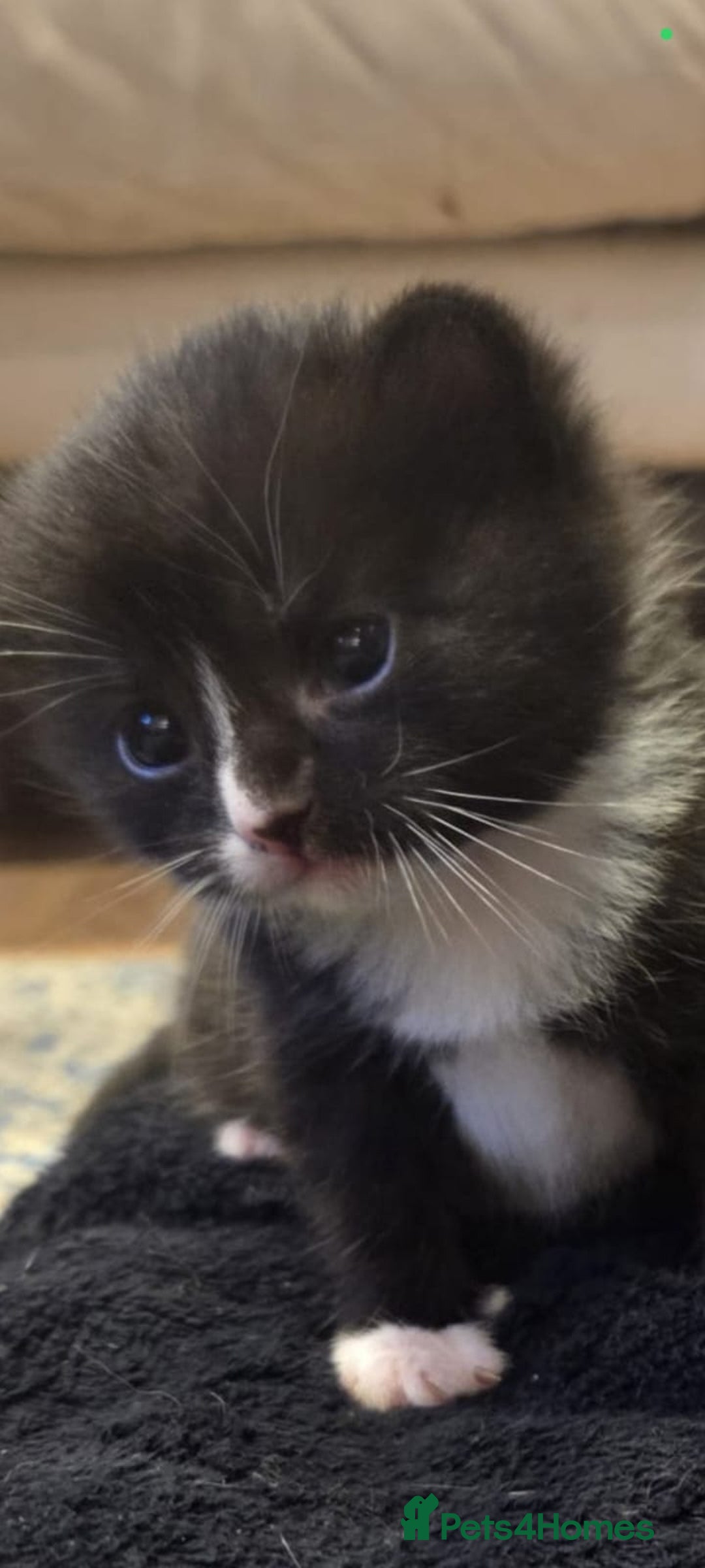 Mixed Breed cats for sale: Male Kitten  - Advert 8