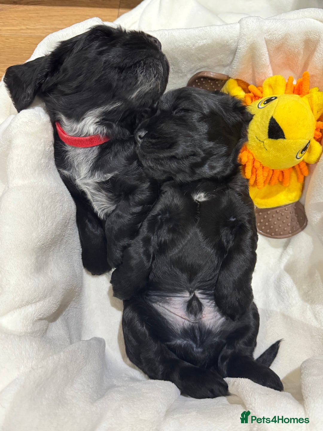 Cocker Spaniel dogs for sale: Show Type Cocker Spaniel  - Advert 9