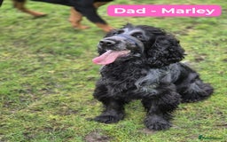 Cocker Spaniel dogs for sale: 3 KC Registered Show Cocker Spaniel Puppies  - Image 5