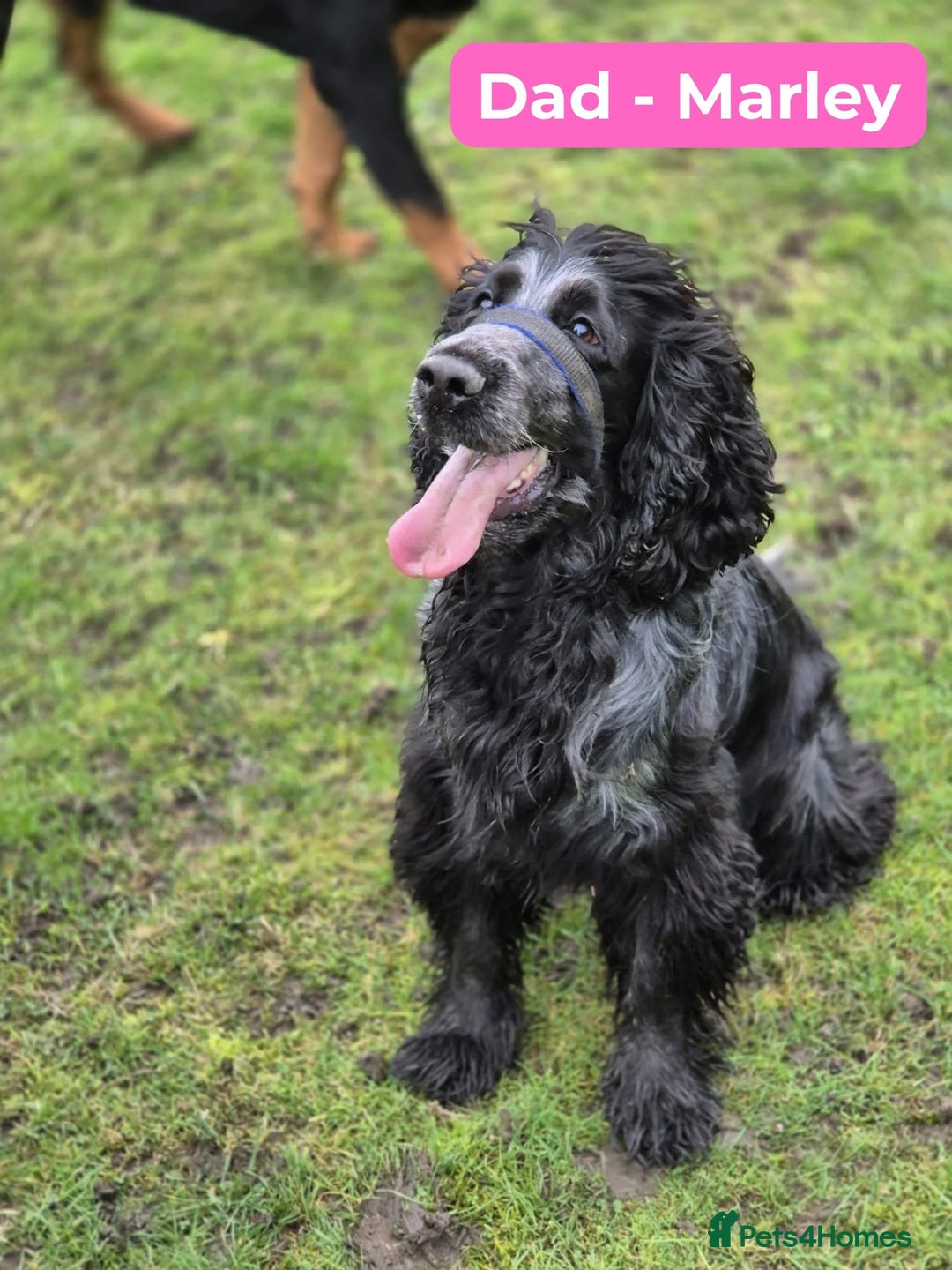 Cocker Spaniel dogs for sale: 3 KC Registered Show Cocker Spaniel Puppies  - Image 5