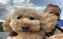Cockapoo dogs for stud: Our beautiful Kesi F1b Cockapoo stud only in Wigan - Image 22