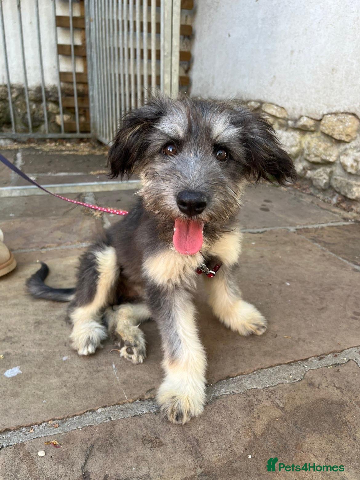 Mixed Breed dogs Biona 🩷 - Advert 1