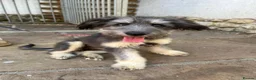 Mixed Breed dogs for adoption: Biona 🩷 in Boston - Advert 1