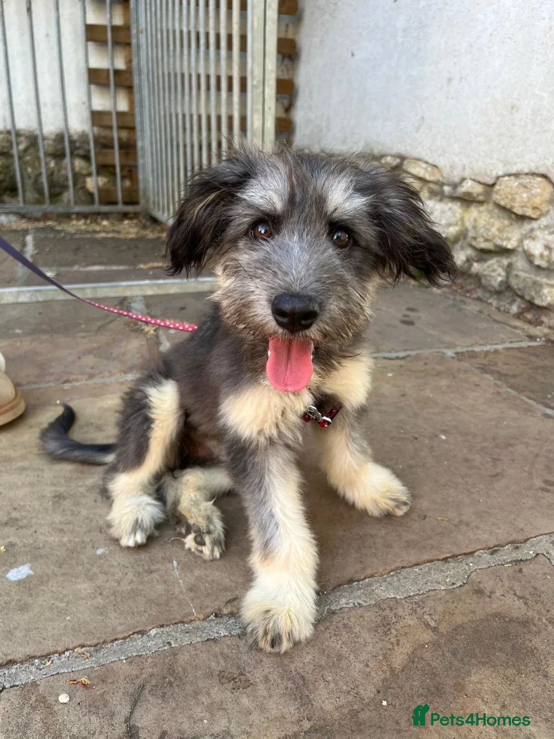Mixed Breed dogs for adoption: Biona 🩷 in Boston - Advert 1