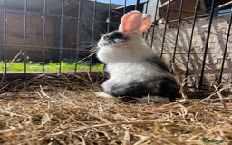 Dutch rabbits for sale: Rabbits ready to go now  - Image 14