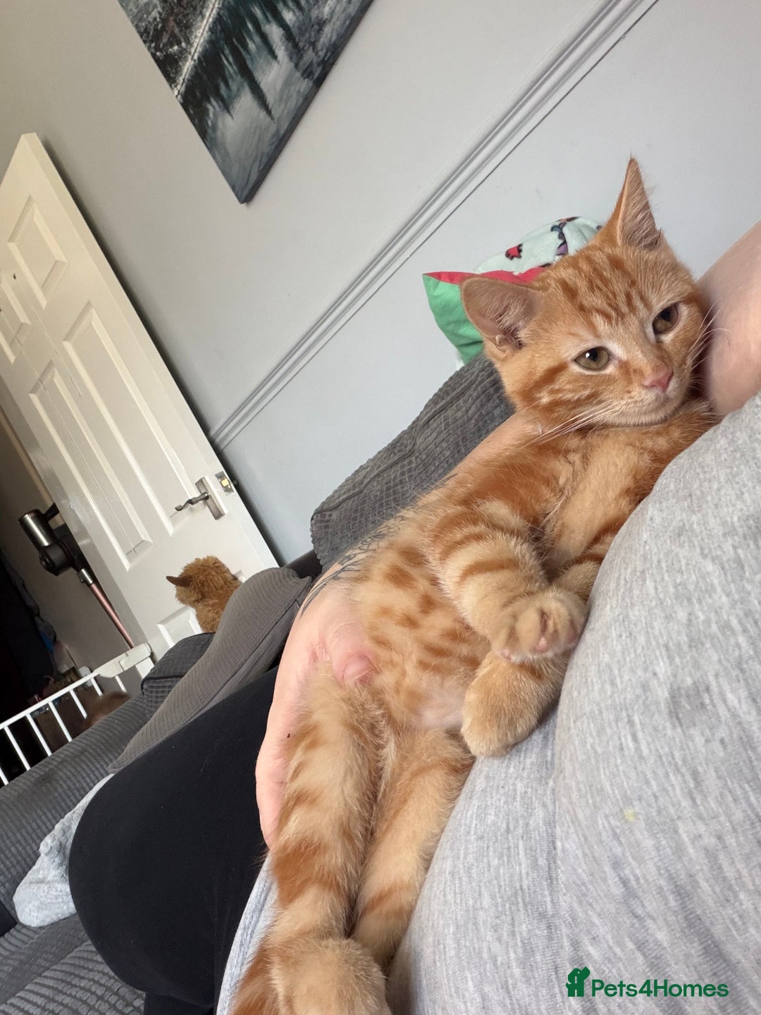 British Shorthair cats for sale: Two Beautiful Kiitens - blue sh & ginger tabby  - Image 9