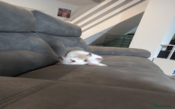 Ragdoll cats for sale: Gccf Registered Chocolate Point Ragdoll Kittens  - Image 6