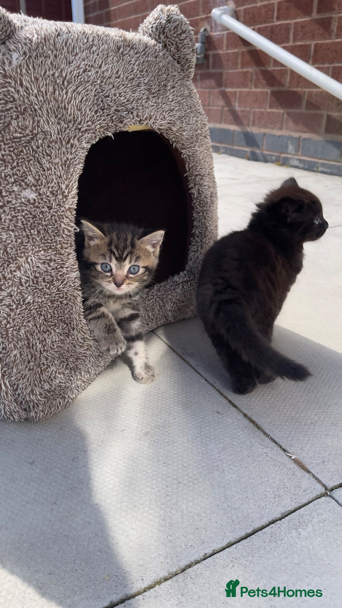 Ragdoll cats for sale: Two Lovely Kittens (3 Months) Half Ragdoll/Tabby in Birmingham - Advert 6
