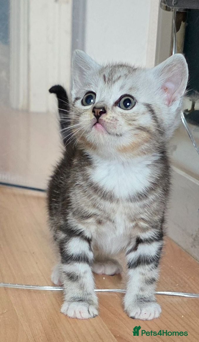 British Shorthair cats Beautiful British Shorthair Cross kittens  - Advert 11