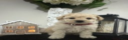Maltipoo dogs for sale: Gorgeous F1 Toy Maltipoo Puppies  - Advert 6
