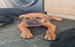 Cane Corso dogs for sale: Cane corso 4 month old male - Image 3