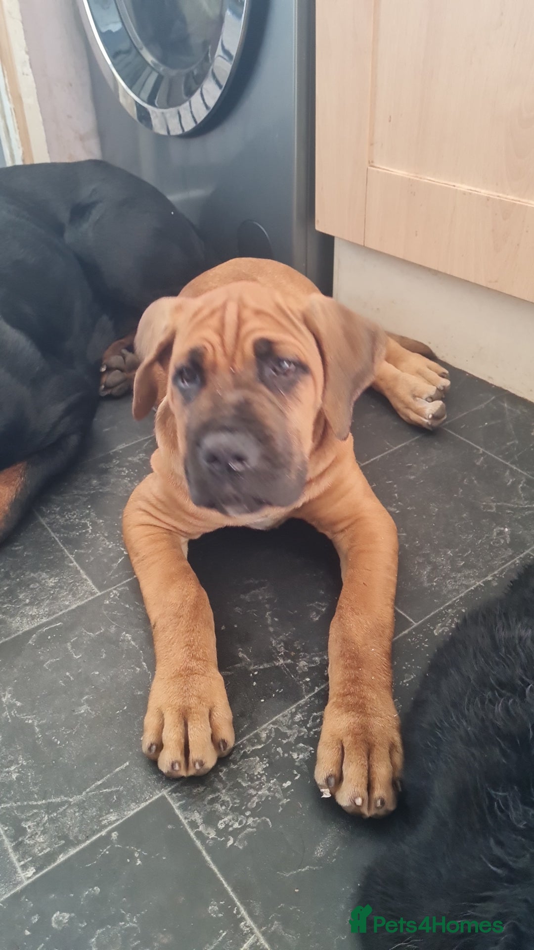 Cane Corso dogs for sale: Cane corso 4 month old male - Image 3