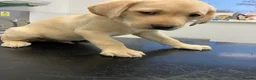Labrador Retriever dogs for sale: Gorgeous Labrador puppies for sale - Advert 22