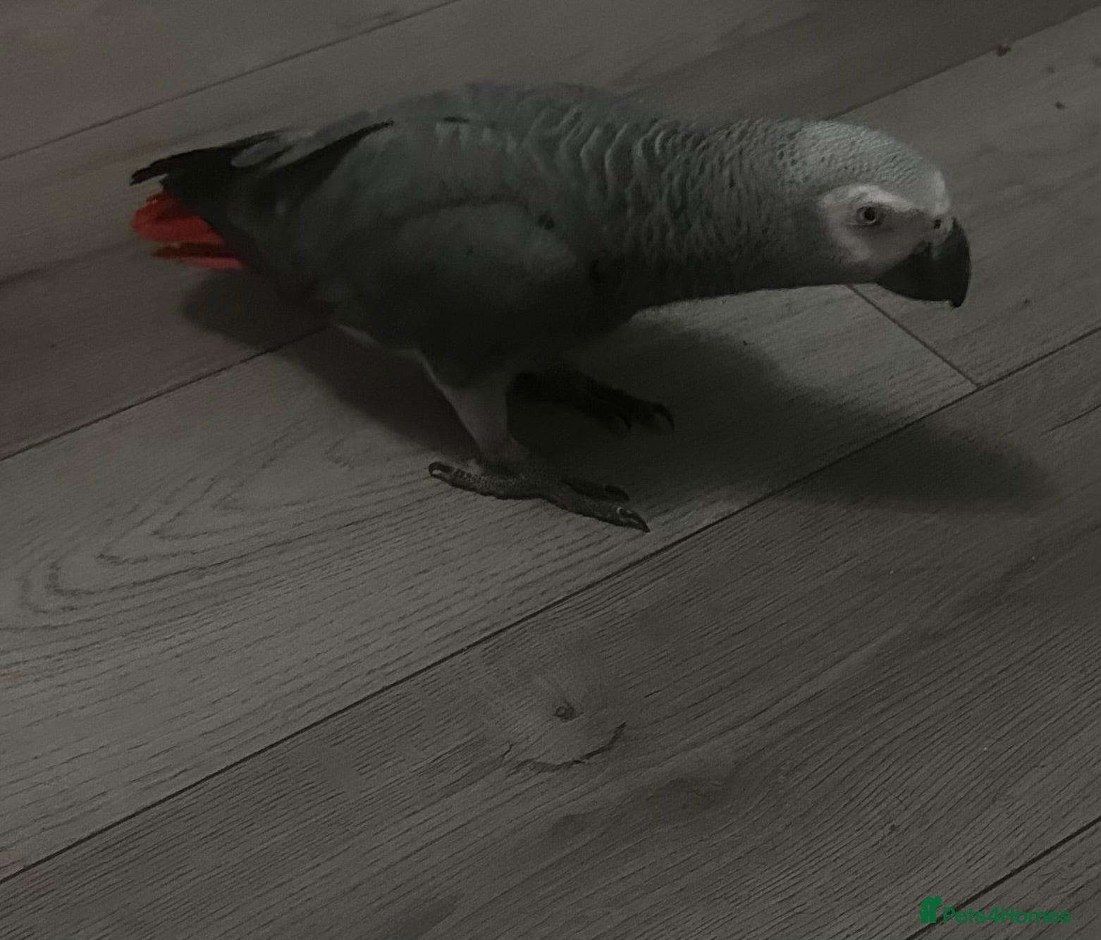Parrots birds African grey parrot - Advert 1