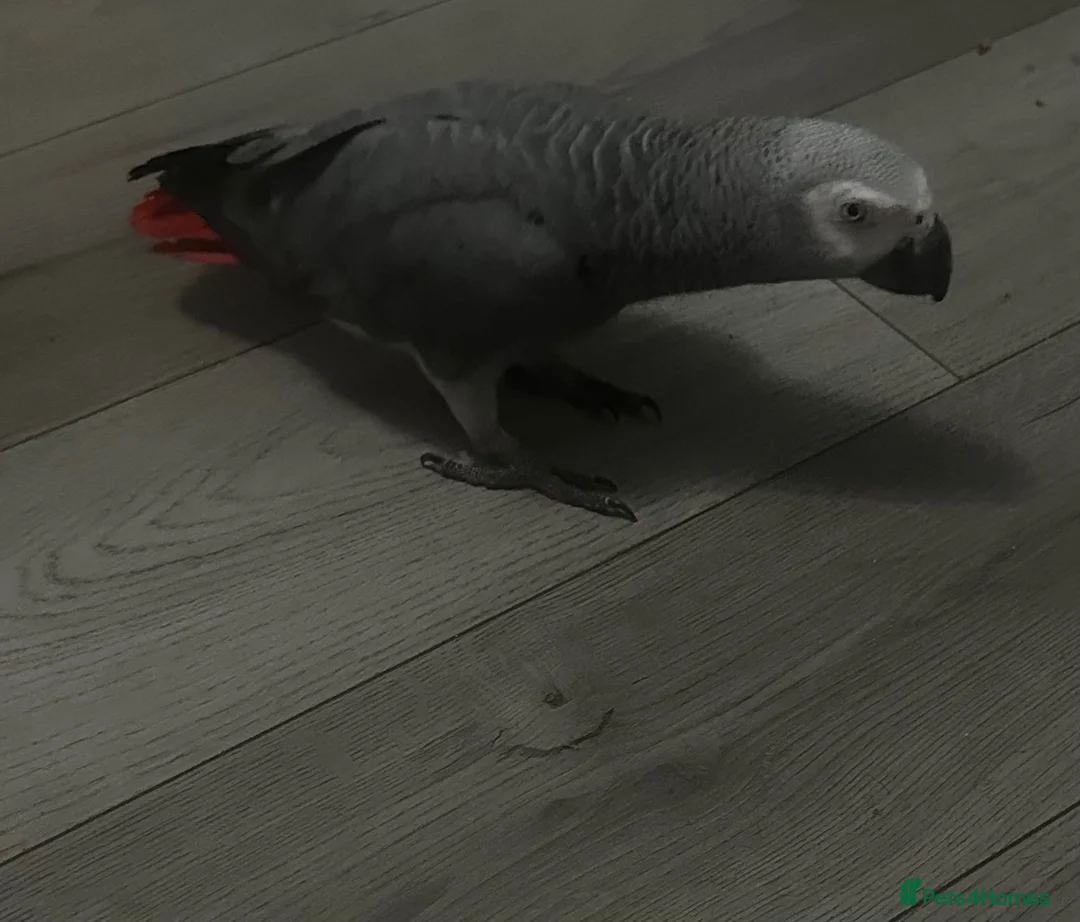 Parrots birds for sale: African grey parrot in Hull - Advert 1