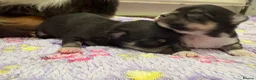 Chihuahua dogs for sale: stunning chihuahua  - Advert 7