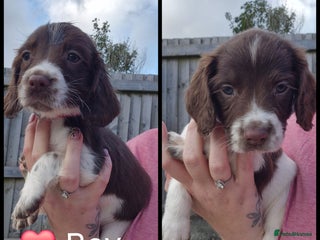 English Springer Spaniel dogs - Advert 14