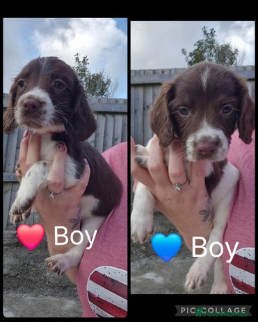 English Springer Spaniel dogs - Advert 12