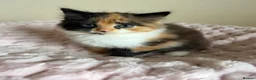 Mixed Breed cats for sale: Beautiful Fluffy Maine Coon Cross kitten  - Advert 11