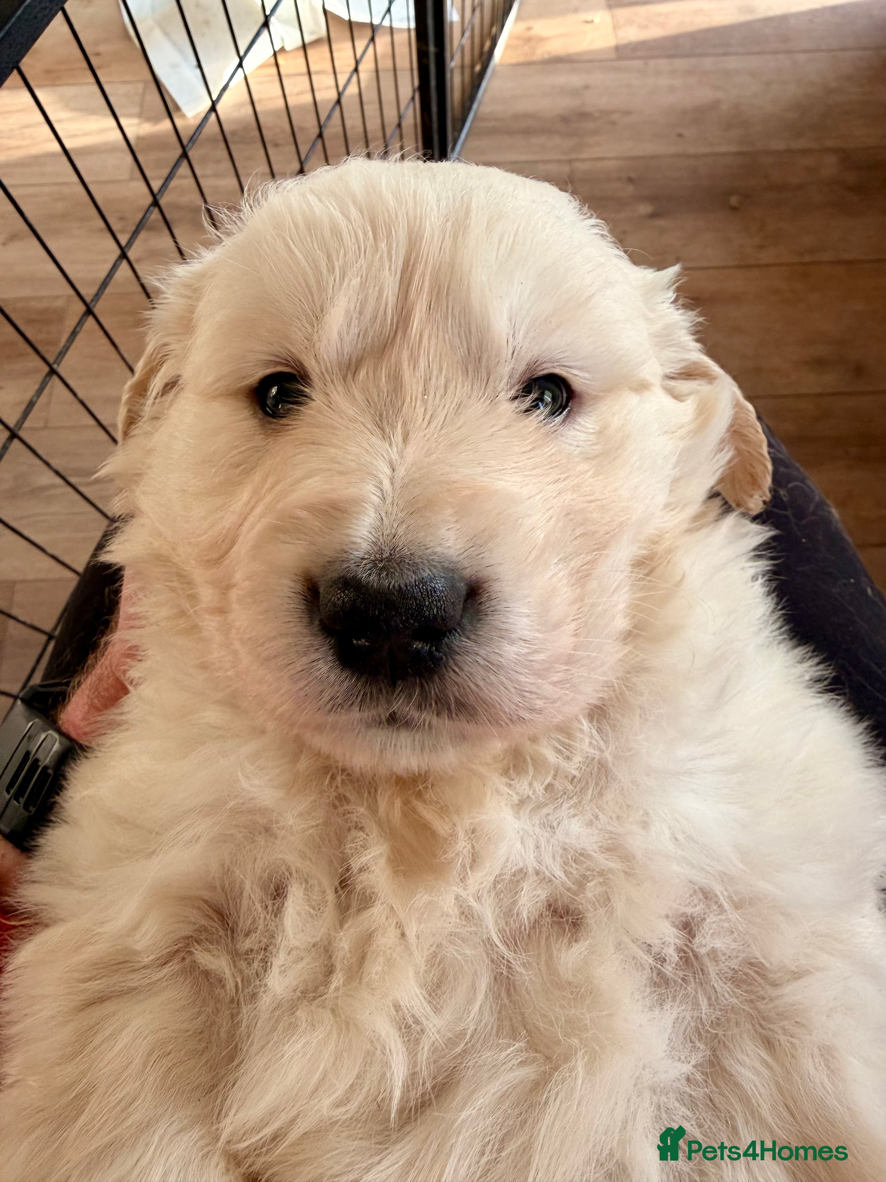 Golden Retriever dogs One gorgeous golden retriever male - Advert 1