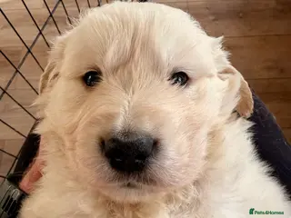 Golden Retriever dogs One gorgeous golden retriever male - Advert 6