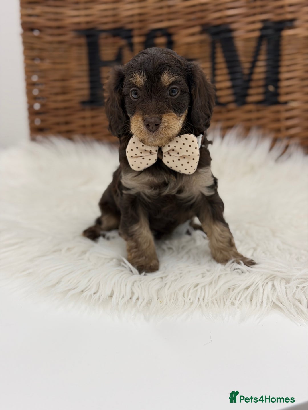 Cavapoo dogs for sale: F1 E ** tensively Health Tested Cavapoos - Advert 10