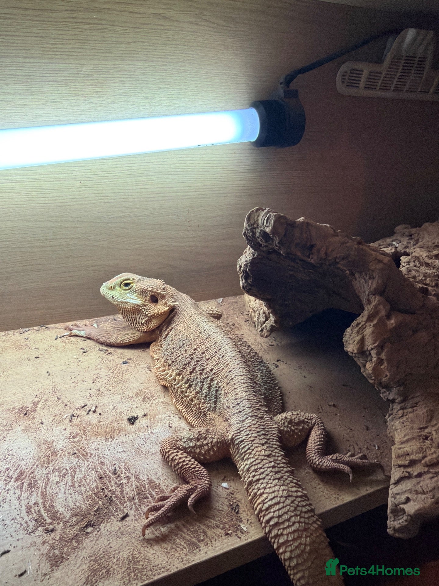 Bearded Dragon reptiles Bearded dragon - Advert 1
