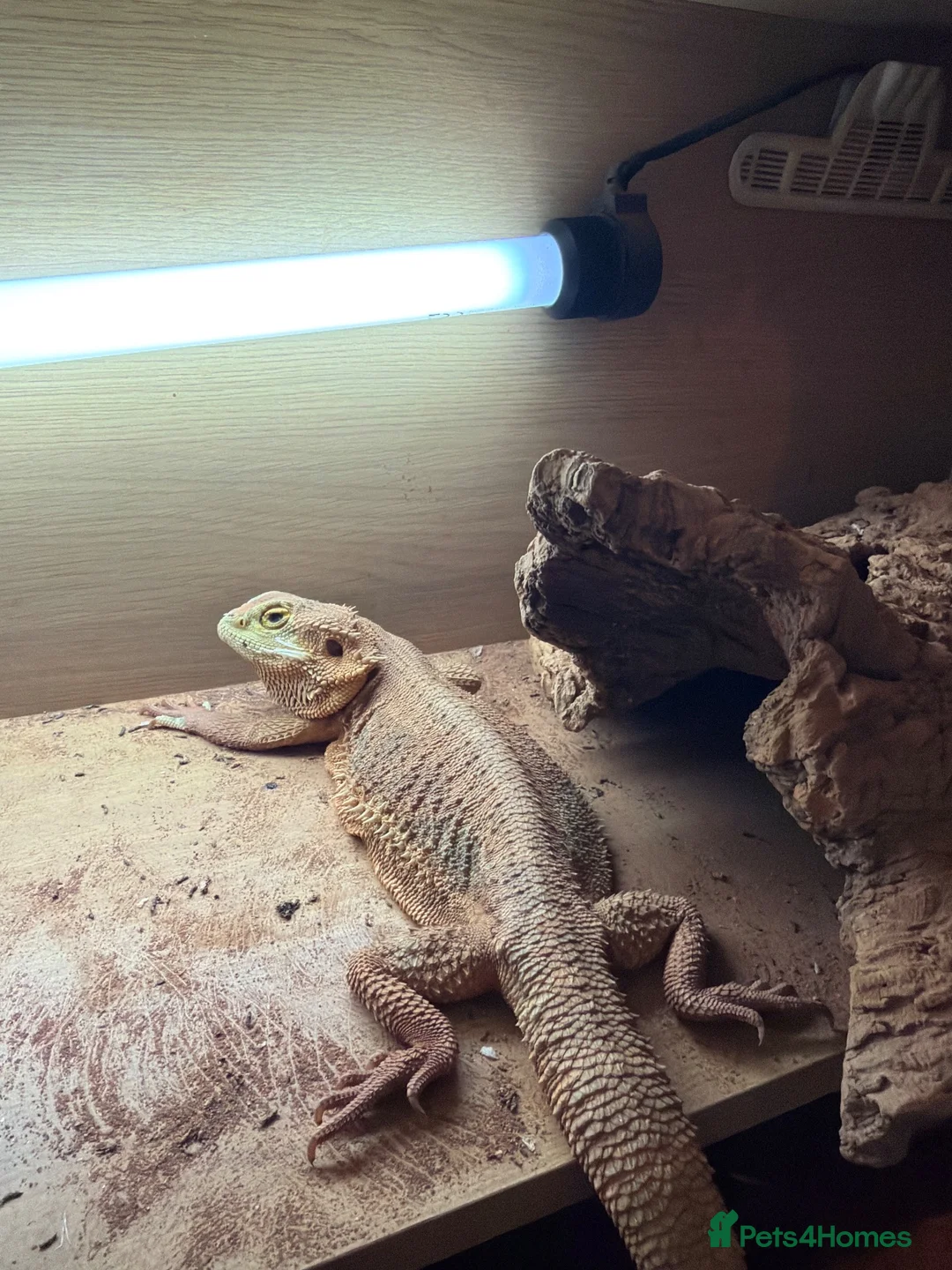 Bearded Dragon reptiles for sale: Bearded dragon in Bishop's Stortford - Advert 1