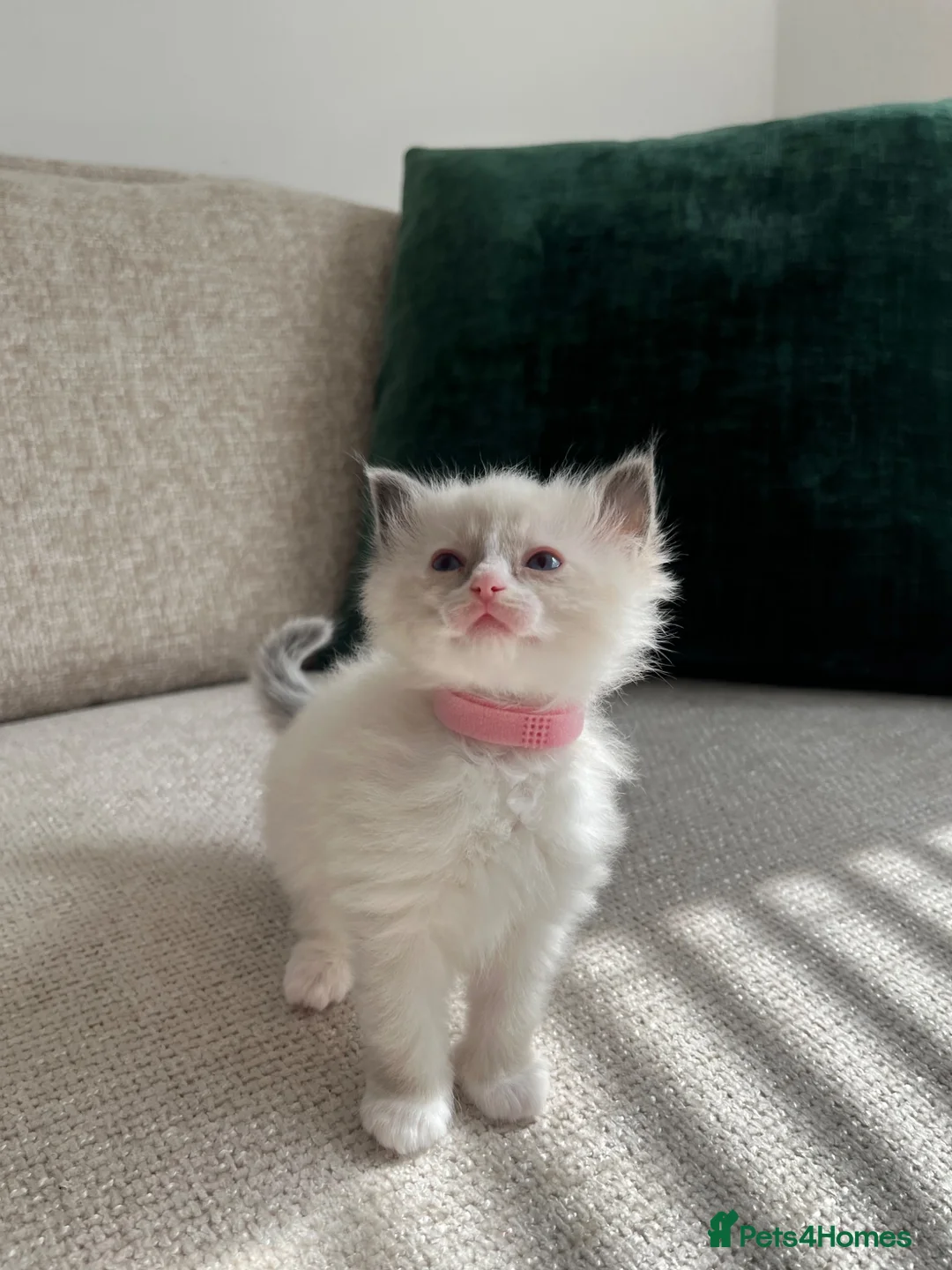 Ragdoll cats for sale: Ragdoll Babies - Advert 2