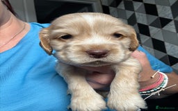 Cocker Spaniel dogs for sale: Stunning litter of Show Cocker Spaniel Puppies - Image 13
