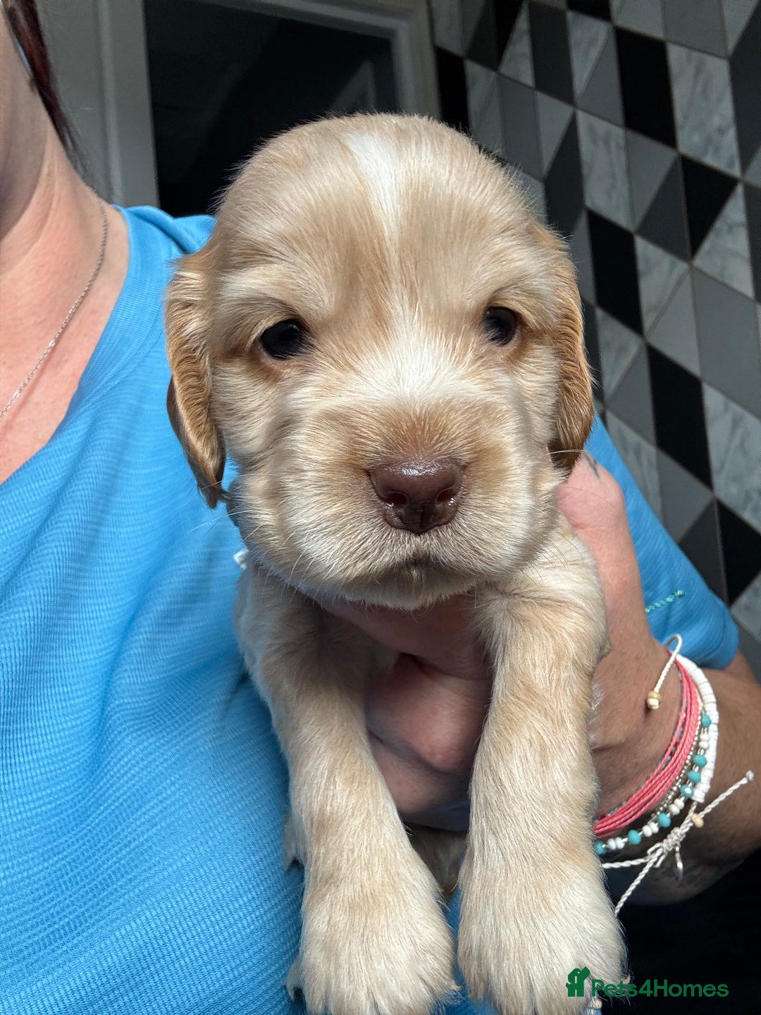 Cocker Spaniel dogs for sale: Stunning litter of Show Cocker Spaniel Puppies - Image 13