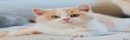British Shorthair cats for stud: British Shorthair Cinnamon - Stud Duties  - Advert 6