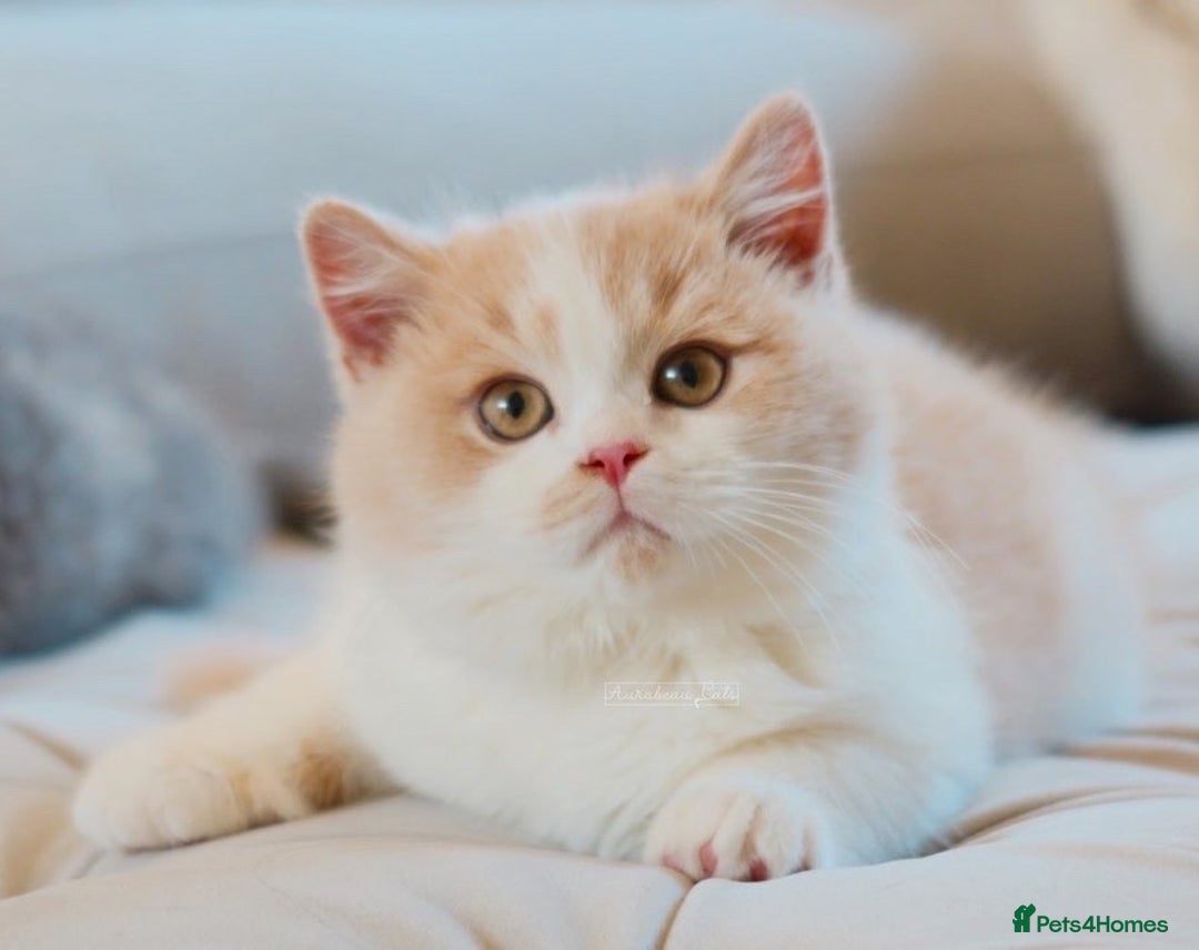 British Shorthair cats for stud: British Shorthair Cinnamon - Stud Duties  - Advert 6