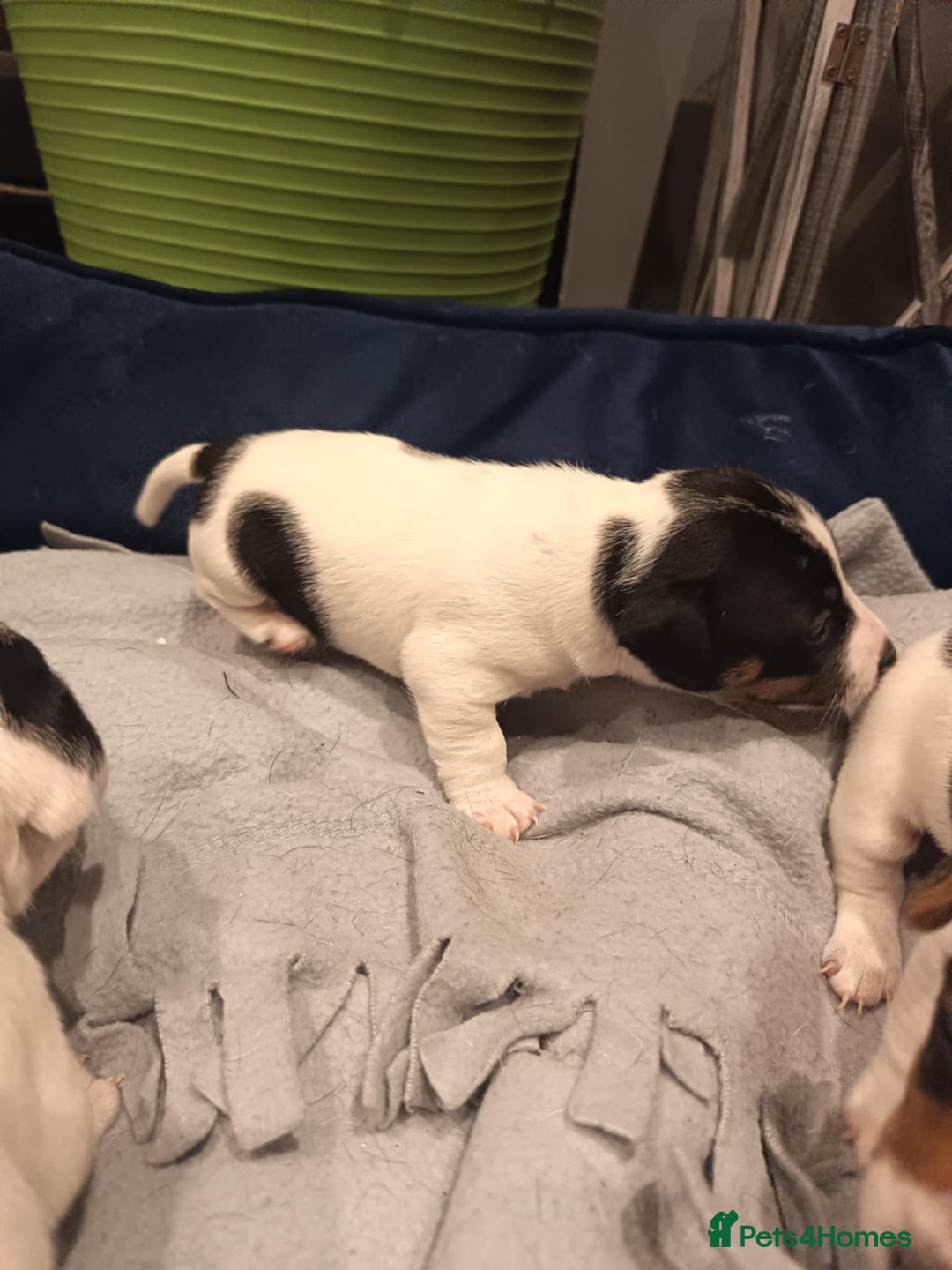 Jack Russell dogs for sale: Jack russle pups for sale - Advert 6