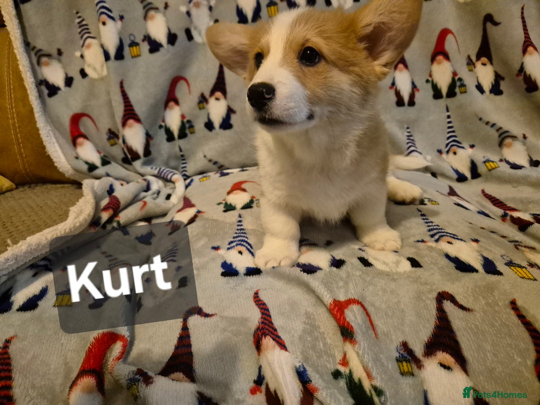 Welsh Corgi Pembroke dogs for sale: 8  Wales Pembroke Corgi puppy's - Advert 28