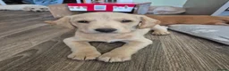 Labradoodle dogs for sale: Labrador cross puppies - Advert 9