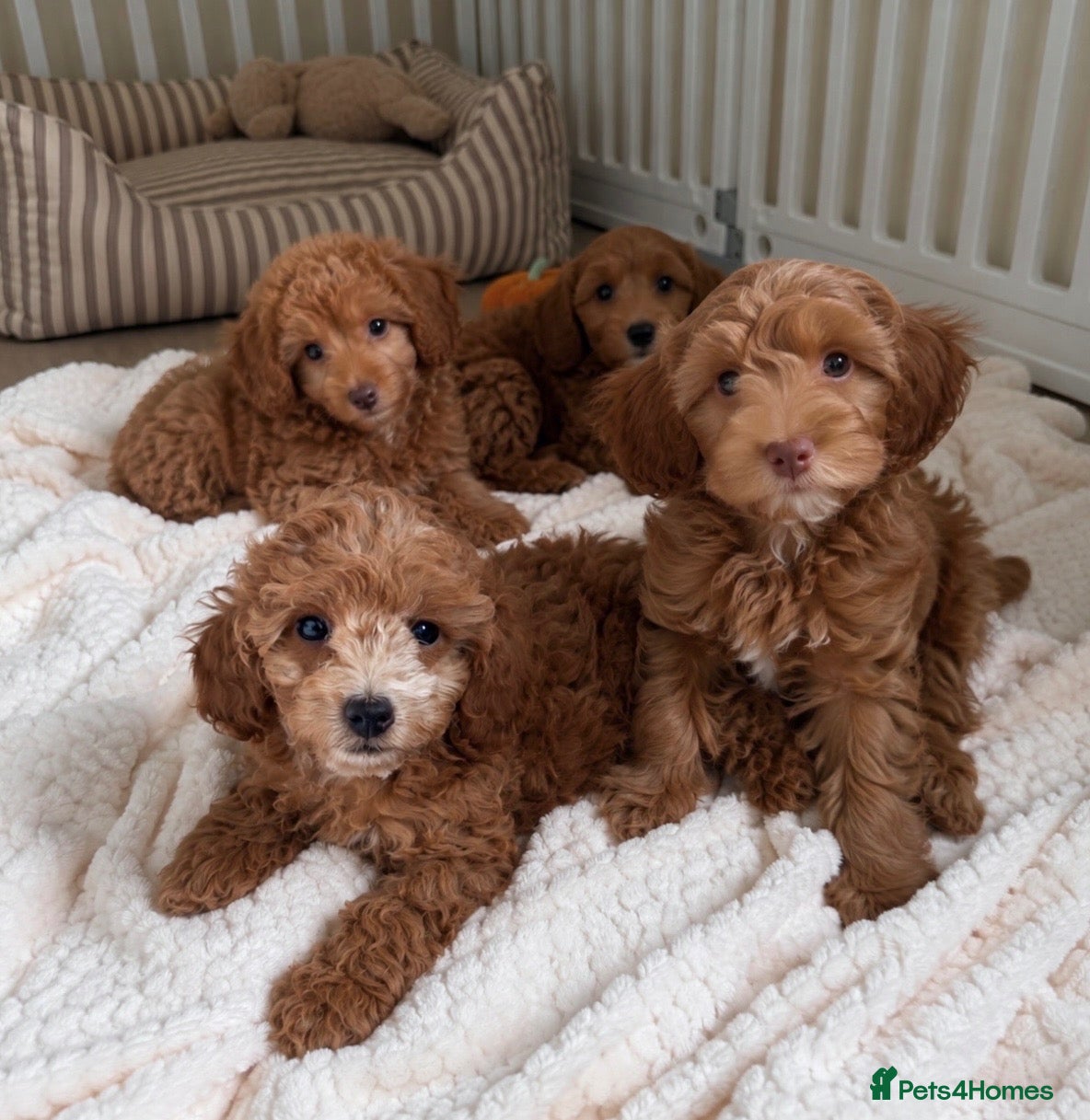 Cockapoo dogs Stunning F1B cockapoo puppies   - Advert 3