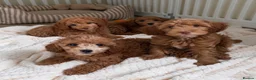 Cockapoo dogs for sale: Stunning F1B cockapoo puppies   - Advert 1