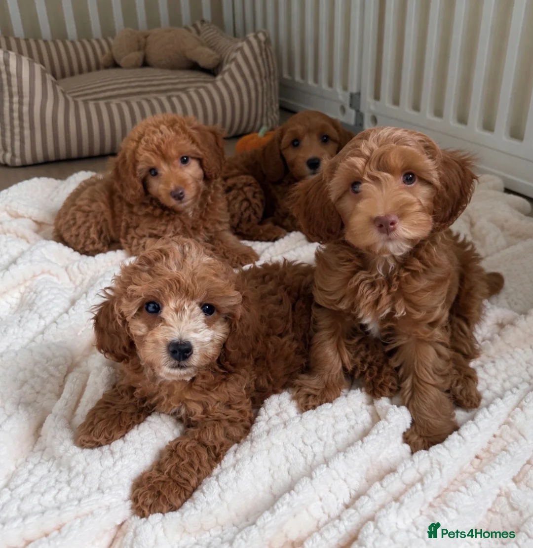 Cockapoo dogs for sale: Stunning F1B cockapoo puppies   - Advert 1