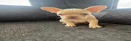 French Bulldog dogs for sale: French Bulldog Puppies - Advert 7
