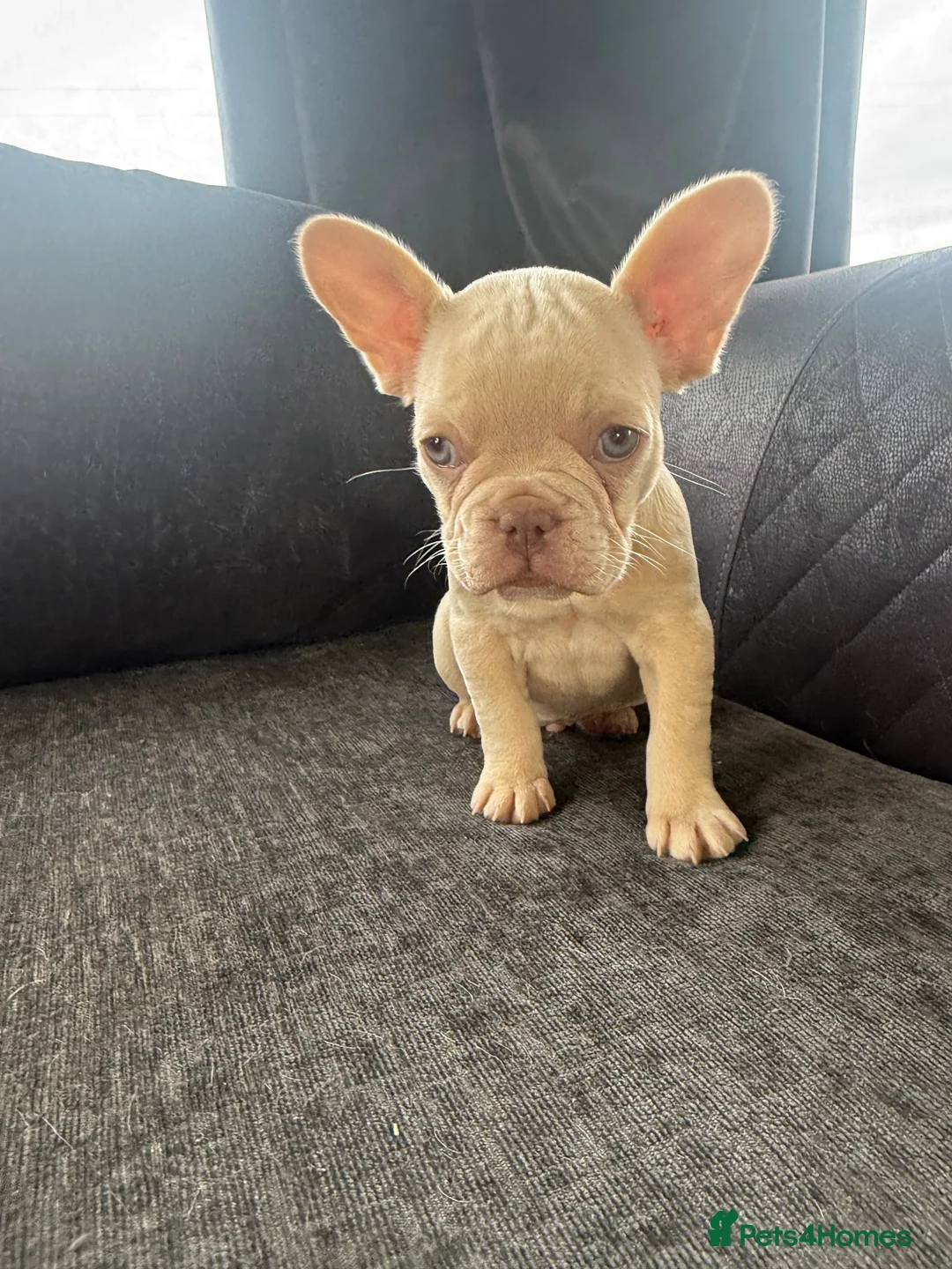 French Bulldog dogs for sale: French Bulldog Puppies - Advert 7