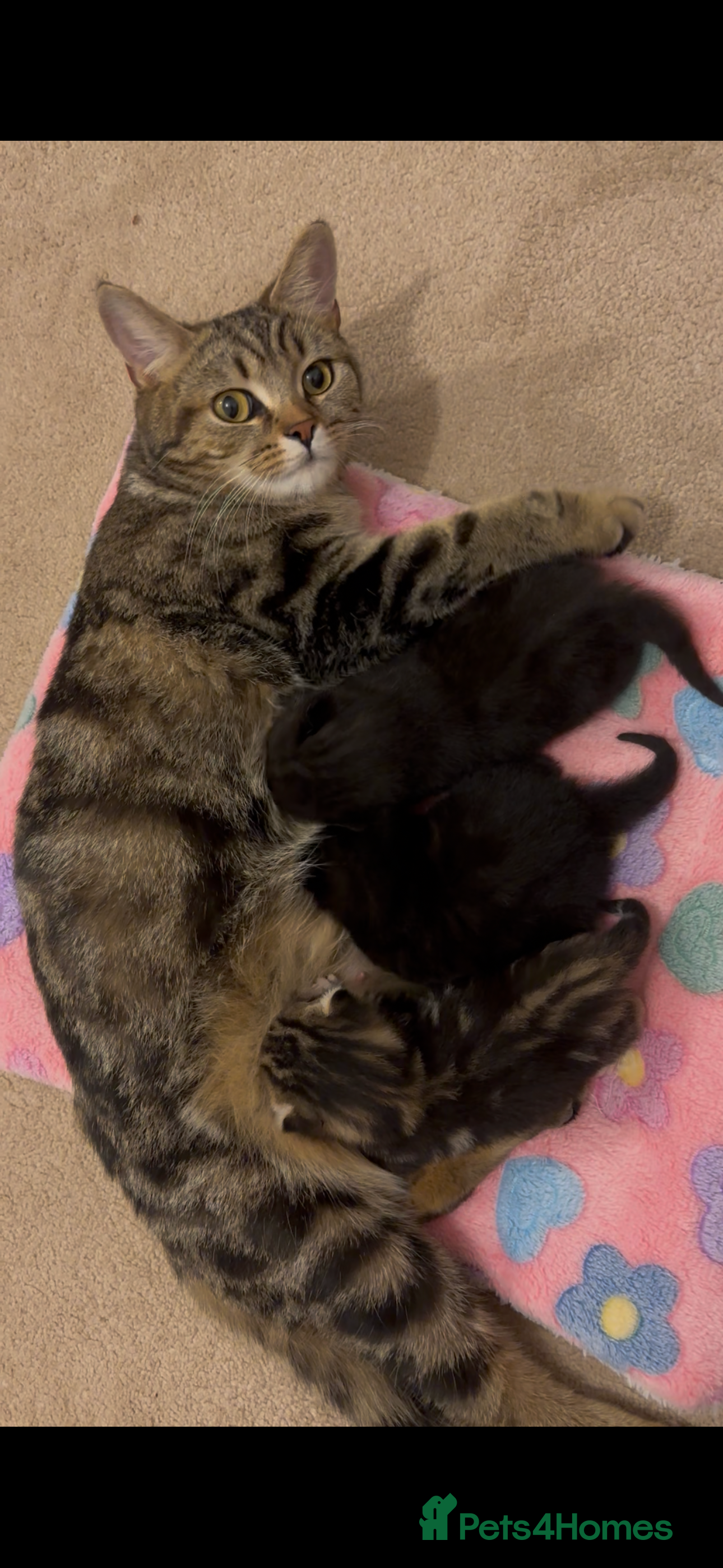 Mixed Breed cats 2 half tabby male kittens  - Advert 9