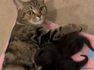 Mixed Breed cats 2 half tabby male kittens - Advert 2