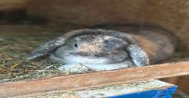 Mini Lop rabbits - Advert 1