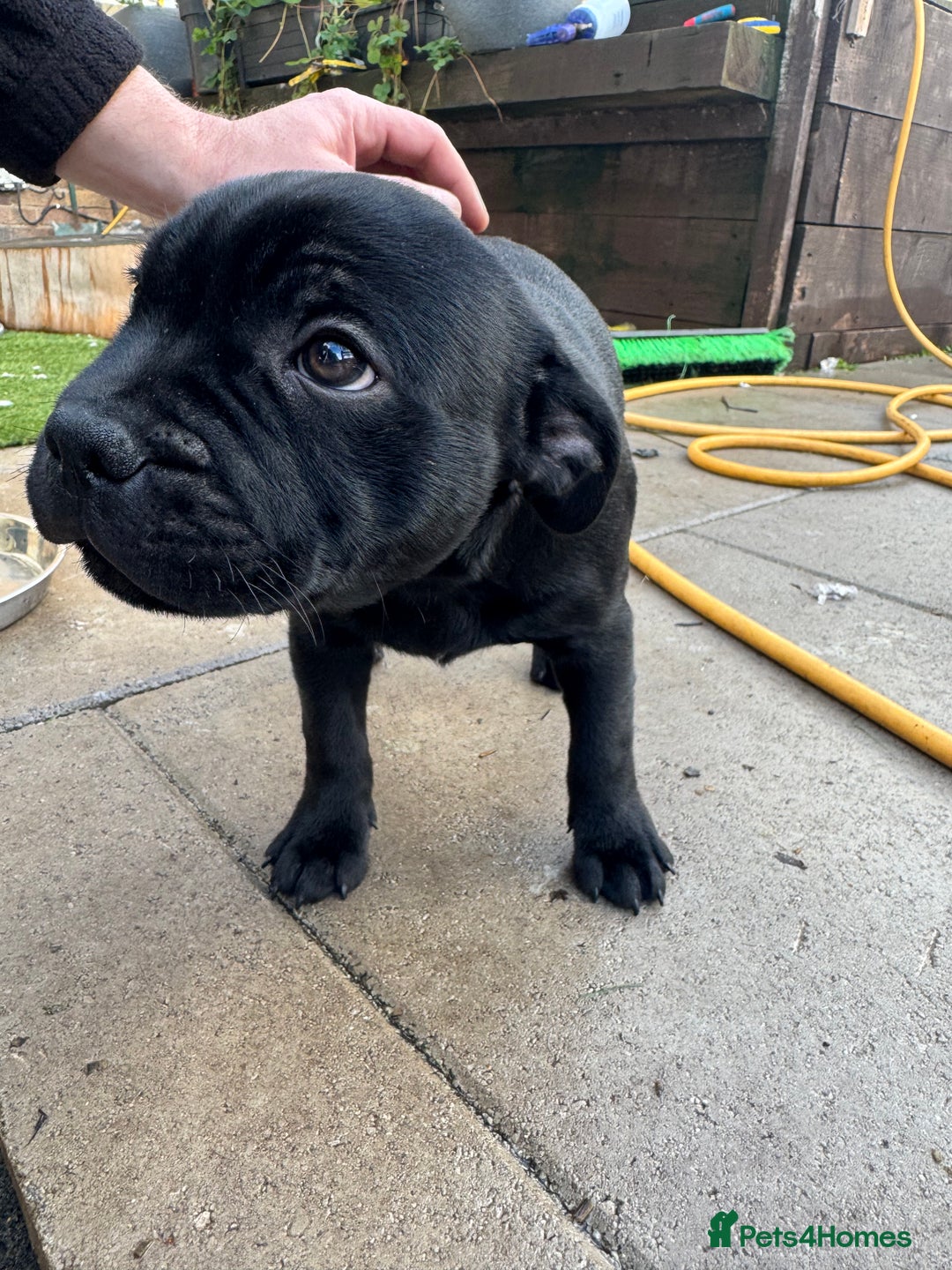 Staffordshire Bull Terrier dogs for sale: Champion Beautiful Black Staffy Puppies  - Advert 10