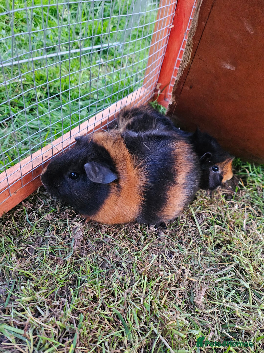 Guinea Pig rodents for sale: 3 guinea pigs for sale - Image 3